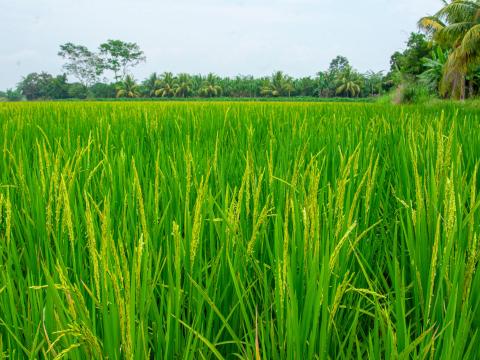 Lote arrocero en Colombia con presencia de malezas en arroz durante el macollamiento - Syngenta