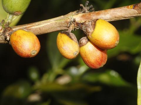 Rama con cuatro frutos amarillos y naranjas en primer plano, fondo verde desenfocadoFrutos de café con síntomas de mal rosado en rama afectada, cultivo de Colombia.