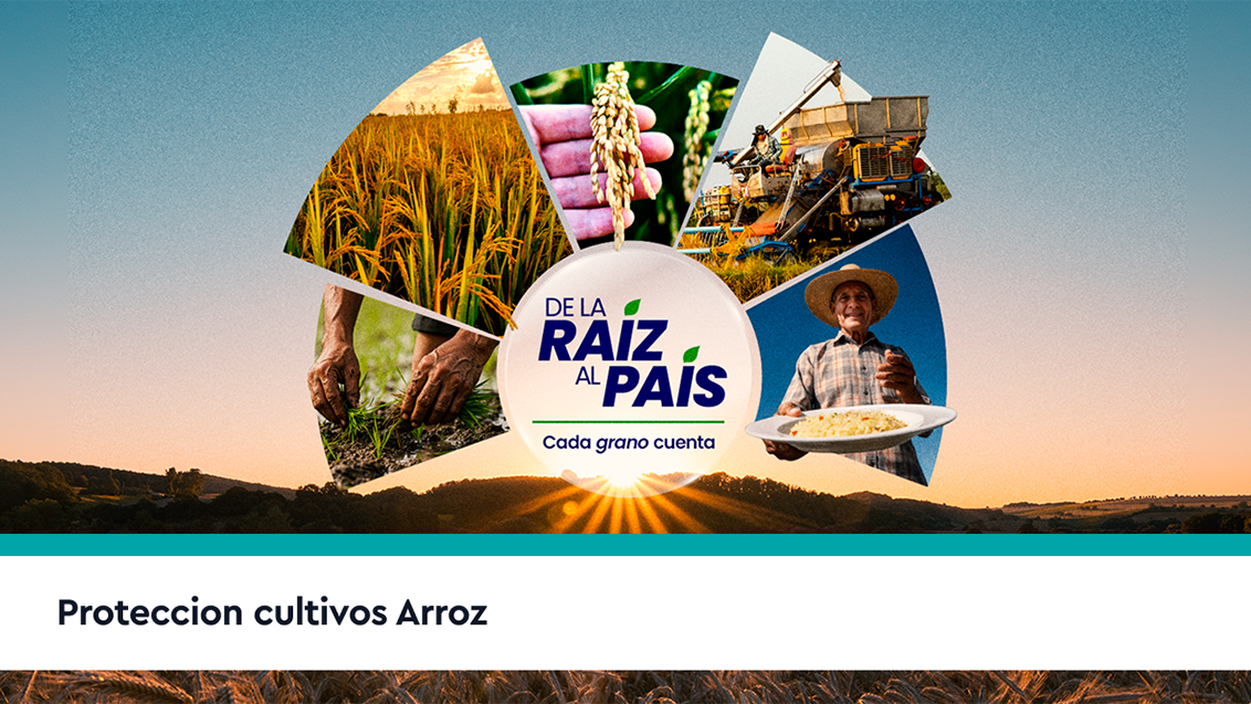 Cultivo de arroz