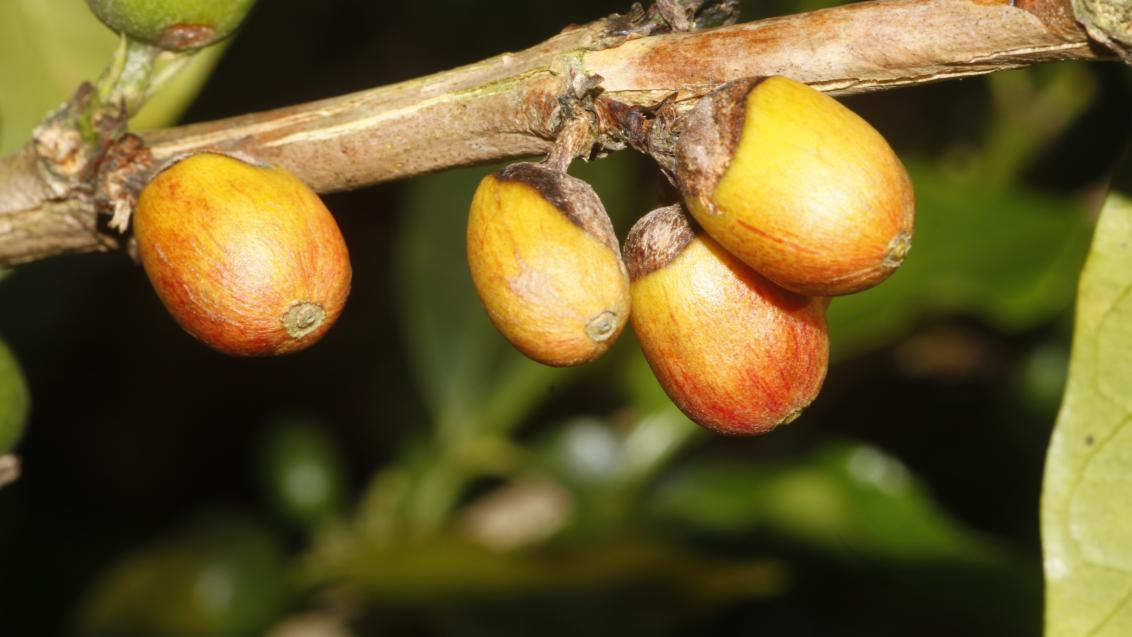 Rama con cuatro frutos amarillos y naranjas en primer plano, fondo verde desenfocadoFrutos de café con síntomas de mal rosado en rama afectada, cultivo de Colombia.
