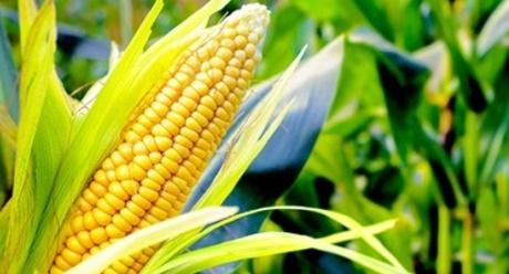Corn
