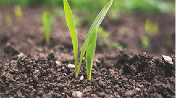 Cultivo de arroz