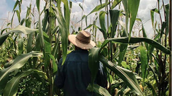 Cultivo de arroz