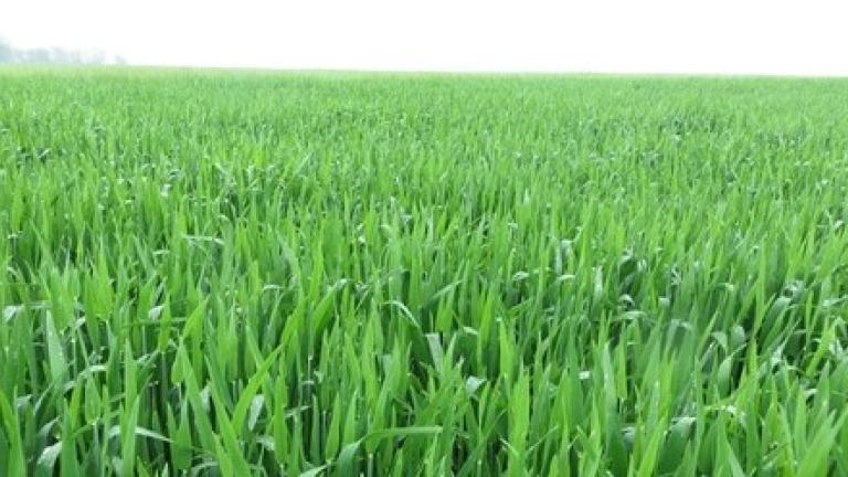 Field