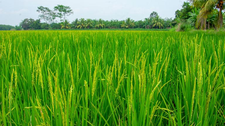 Lote arrocero en Colombia con presencia de malezas en arroz durante el macollamiento - Syngenta