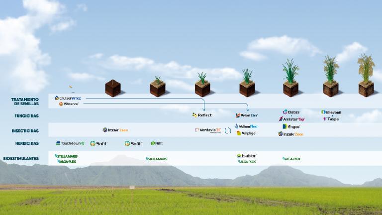 Gráfico de línea de tiempo con iconos de plantas sobre un paisaje de campo verde
