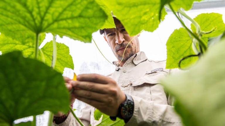 Hombre en invernadero revisa hojas grandes de planta, visto entre el follaje verde.Agrónomo revisando trips en hojas de pepino cohombro dentro de un invernadero