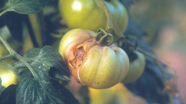 Botrytis en tomate con pudrición parda cerca del pedúnculo, fruto verde en cultivo de Colombia