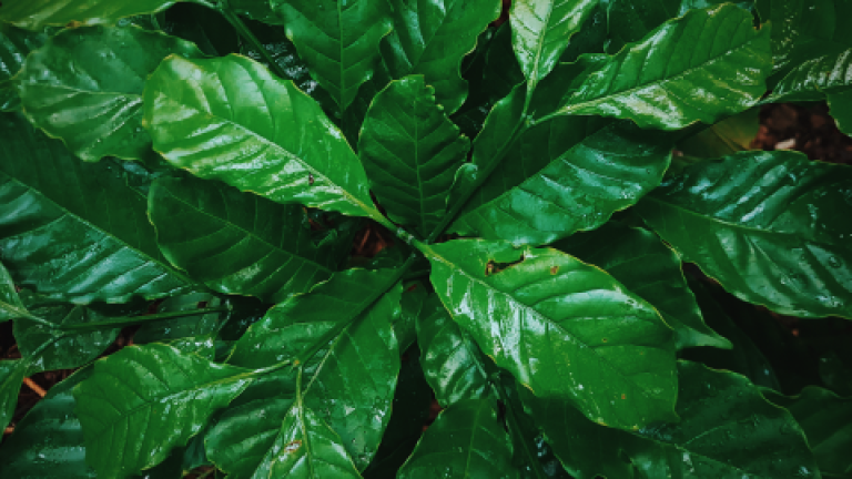 Hojas verdes brillantes de una planta tropical, vista desde arriba