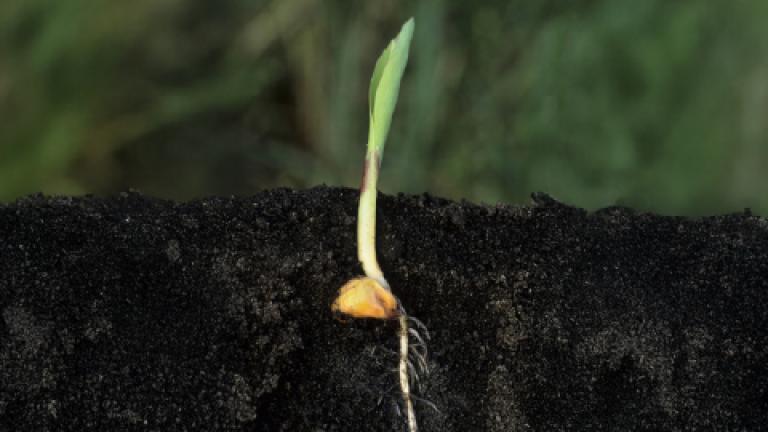Brote verde germinando en tierra oscura, con raíz blanca visible