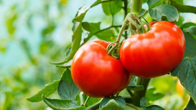 Dos tomates rojos maduros colgando de la planta entre hojas verdes