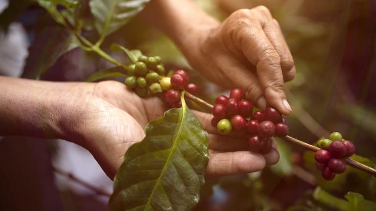 Manos cosechando granos rojos de café en una rama verde.