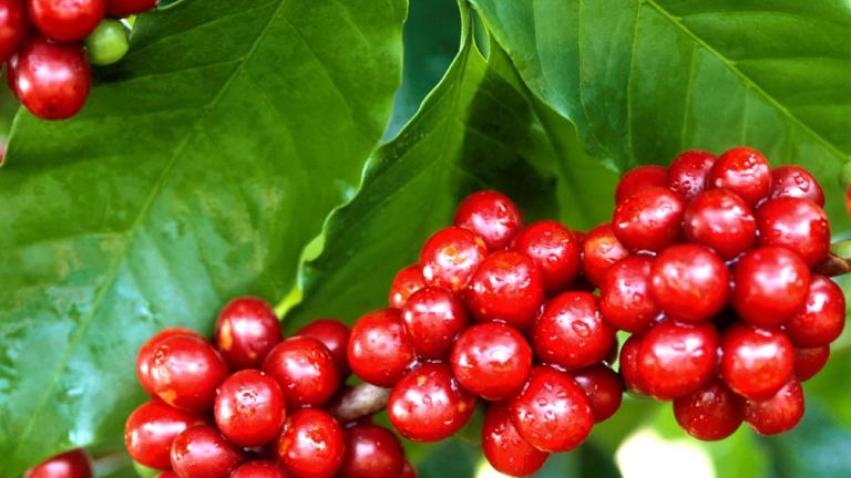 Racimos de cerezas de café rojas sobre hojas verdes grandes