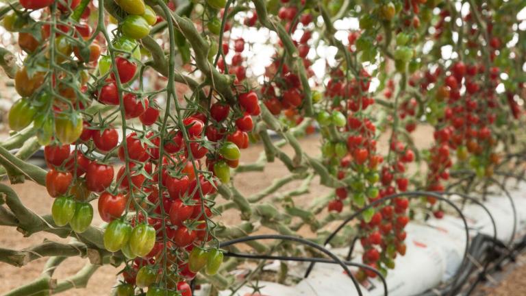 Cultivo de tomate cherry en sustrato, uno de los hospederos susceptibles a Fusarium oxysporum