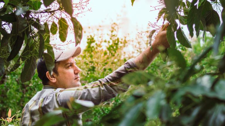 Mujer con sombrero revisa plantas entre follaje verde en un campo al atardecer.