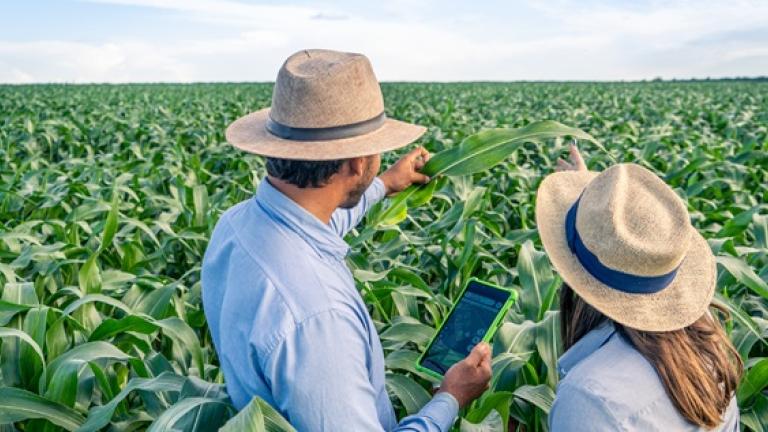 Dos agricultores con sombreros revisan una tablet en un campo de maíz verde