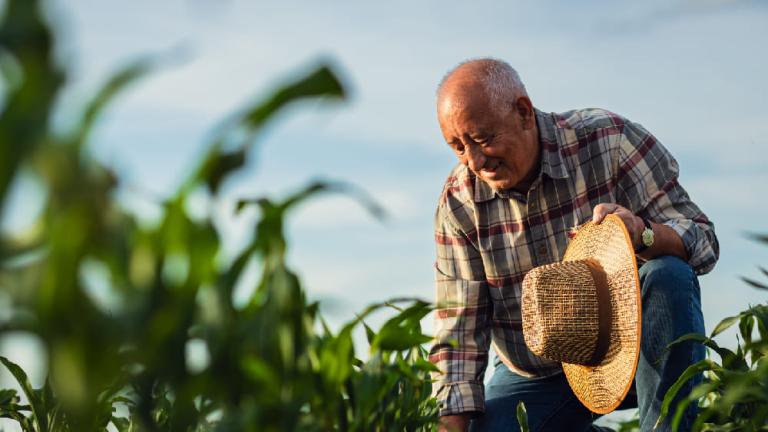 Agricultor en campo de maíz, inclinado y sosteniendo un sombrero de paja.