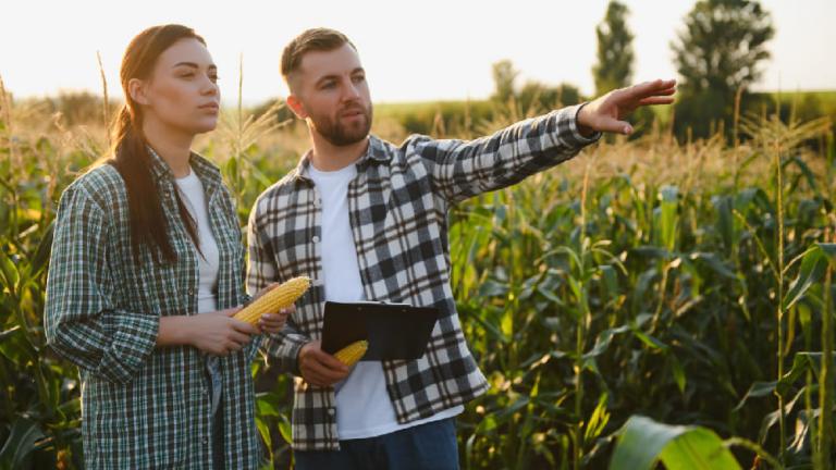 Agricultores en un campo de maíz, revisando plantas y señalando al horizonte.