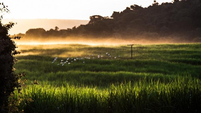 Campo en atardecer