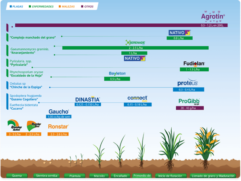 Cultivo de arroz
