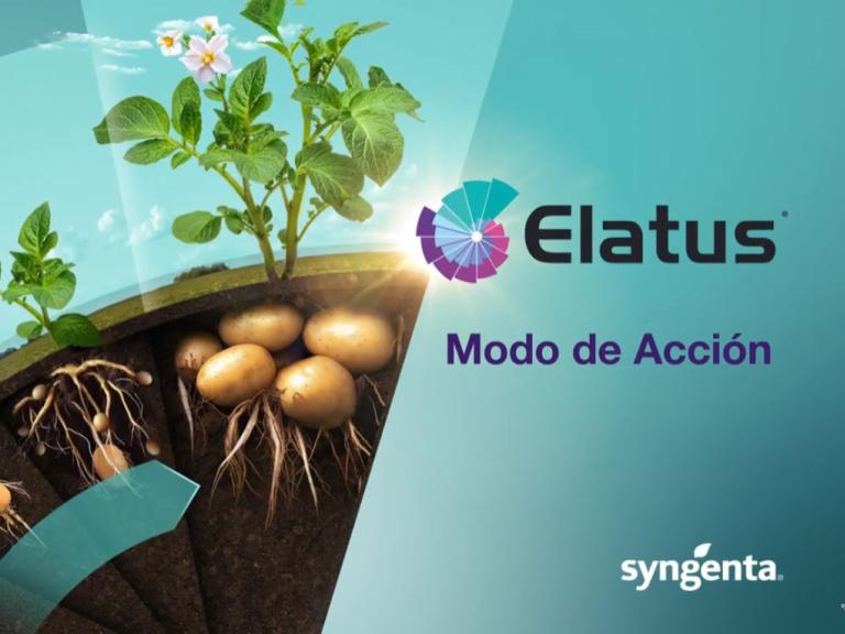 elatus papa