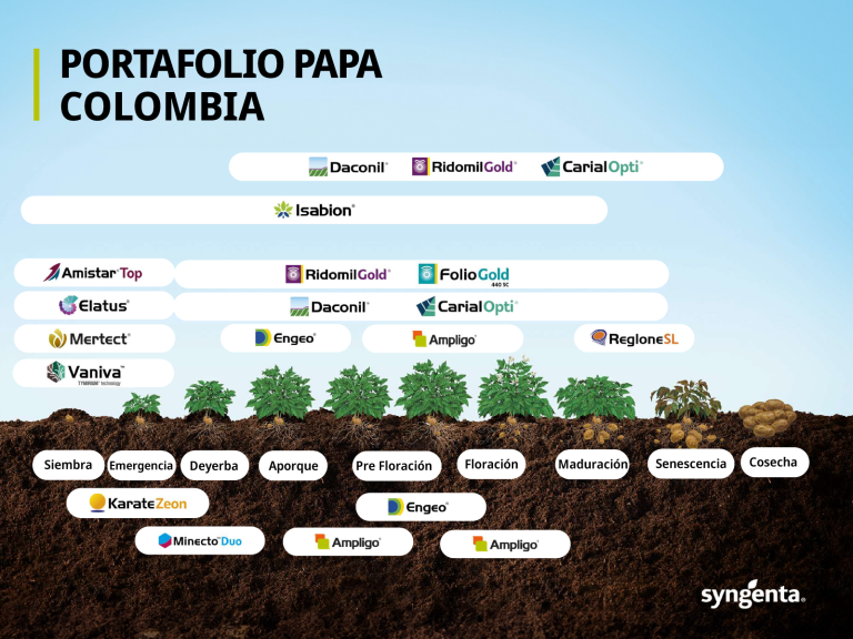 Infografía de portafolio de papa en Colombia, con variedades y mapa del país.