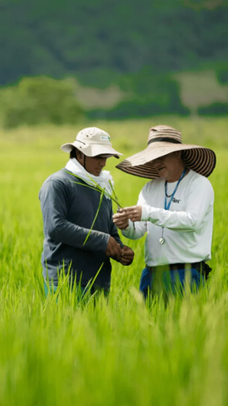 image-formulario-arroz.webp