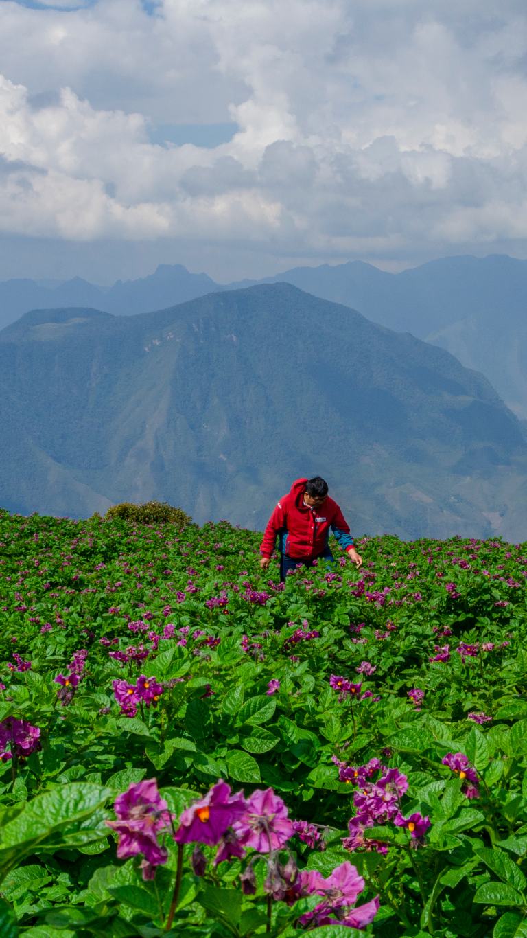 Persona con chaqueta roja en pradera de flores moradas, montañas al fondo.