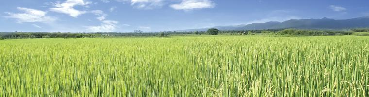 Cultivo Arroz