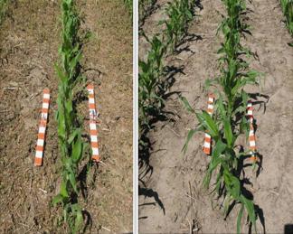 Syngenta