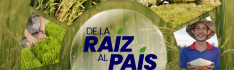Logo circular “De la raíz al país” sobre pasto, con fotos de agricultura y un agricultor sonriente
