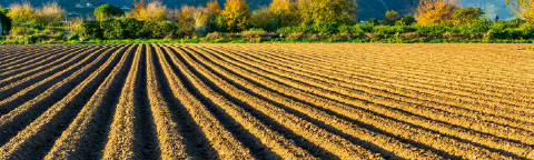 Campo arado con surcos paralelos y montañas al fondo, al atardecer