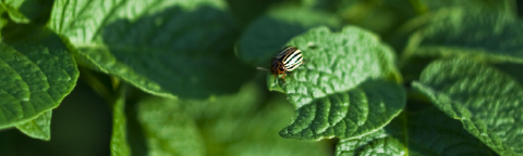 Mosca posada sobre una hoja verde con luz natural y fondo desenfocado