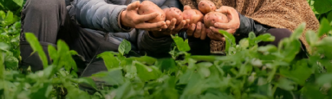 Dos agricultores en cultivo de papas mostrando tubérculos; texto publicitario Syngenta.