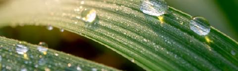 Gotas de rocío sobre hojas verdes con luz suave al fondo